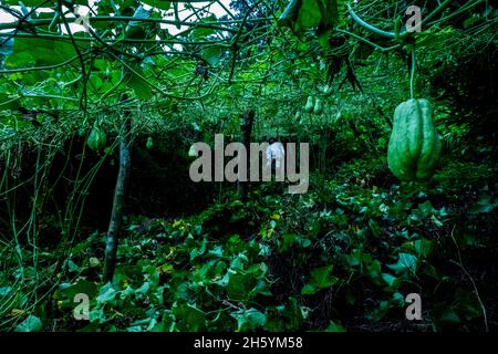 Juillet 2017.Sayote, connu localement sous le nom de « Green Gold », est une culture de plus en plus populaire qui remplace des cultures plus traditionnelles et moins lucratives comme le camote (un potatoe sucré).Sayote est plantée sur des coteaux dégagés sous des treillis à fils bas.Non seulement la méthode exige le défrichement de la forêt, mais elle peut également conduire à des glissements de terrain dévastateurs en période de fortes pluies ou de tremblements de terre, qui sont tous deux communs dans la région.Malico, Nueva Vizcaya, Philippines. Banque D'Images