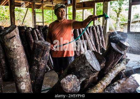 Juillet 2017.Enersto Bagiwan, travailleur agricole à la pépinière de la Kalahan Educational Foundation (KEF) au-dessus de la ville, billes d'eau utilisées pour la culture de champignons shitaki.Imugan, Nueva Vizcaya, Philippines. Banque D'Images