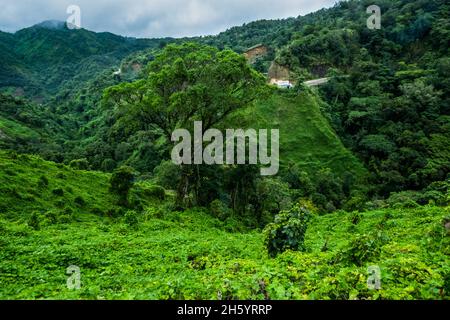 Juillet 2017.Sayote, connu localement sous le nom de « Green Gold », est une culture de plus en plus populaire qui remplace des cultures plus traditionnelles et moins lucratives comme le camote (un potatoe sucré).Sayote est plantée sur des coteaux dégagés sous des treillis à fils bas.Non seulement la méthode exige le défrichement de la forêt, mais elle peut également conduire à des glissements de terrain dévastateurs en période de fortes pluies ou de tremblements de terre, qui sont tous deux communs dans la région.Imugan, Nueva Vizcaya, Philippines. Banque D'Images