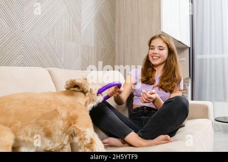 Adolescente jouant avec un spaniel tout en étant assise sur un canapé dans le salon.Jeu de remorqueurs de guerre. Banque D'Images