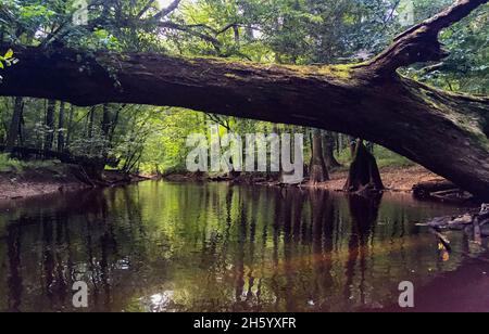 Parc national de Congaree en Caroline du Sud Banque D'Images