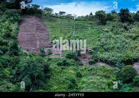 Juillet 2017.Sayote, connu localement sous le nom de « Green Gold », est une culture de plus en plus populaire qui remplace des cultures plus traditionnelles et moins lucratives comme le camote; Imugan, Nueva Vizcaya, Philippines Banque D'Images