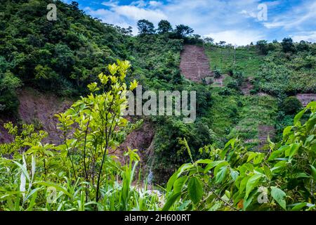 Juillet 2017.Sayote, connu localement sous le nom de « Green Gold », est une culture de plus en plus populaire qui remplace des cultures plus traditionnelles et moins lucratives comme le camote (un potatoe sucré).Sayote est plantée sur des coteaux dégagés sous des treillis à fils bas.Non seulement la méthode exige le défrichement de la forêt, mais elle peut également conduire à des glissements de terrain dévastateurs en période de fortes pluies ou de tremblements de terre, qui sont tous deux communs dans la région.Imugan, Nueva Vizcaya, Philippines. Banque D'Images
