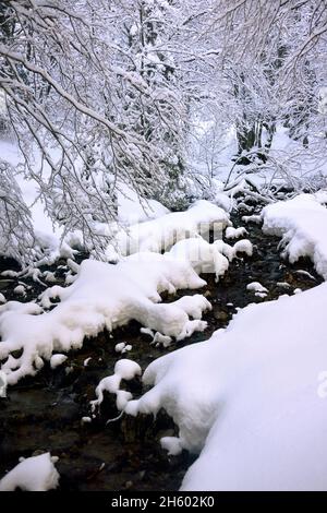 FRANCE, ISÈRE ( 38 ), CHICHILIANE, BOIS PRÈS DU MONT AIGUILLE DANS LE PARC NATUREL DU VERCORS Banque D'Images