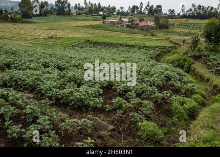 Septembre 2017.Champs Agricultutraux le long de la frontière du parc national de Mgahinga Gorilla.Près de Kisoro, Ouganda Banque D'Images