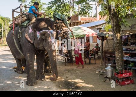 Novembre 2017.Les éléphants et leurs maîtres s'arrêtent pour prendre le thé alors qu'ils se rendent en ville pour faire des excursions dans la jungle pour voir les rhinocéros et les tigres dans la zone tampon de Bagmara.Sauraha, district de Chitwan, Népal. Banque D'Images