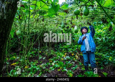 Juillet 2017.Sayote, connu localement sous le nom de « Green Gold », est une culture de plus en plus populaire qui remplace des cultures plus traditionnelles et moins lucratives comme le camote (un potatoe sucré).Sayote est plantée sur des coteaux dégagés sous des treillis à fils bas.Non seulement la méthode exige le défrichement de la forêt, mais elle peut également conduire à des glissements de terrain dévastateurs en période de fortes pluies ou de tremblements de terre, qui sont tous deux communs dans la région.Malico, Nueva Vizcaya, Philippines. Banque D'Images