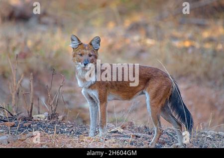 Chien sauvage asiatique/trou d'eau (Cuon alpinus) de la forêt centrale indienne Banque D'Images