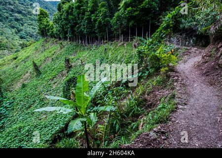 Juillet 2017.Sayote, connu localement sous le nom de « Green Gold », est une culture de plus en plus populaire qui remplace des cultures plus traditionnelles et moins lucratives comme le camote (un potatoe sucré).Sayote est plantée sur des coteaux dégagés sous des treillis à fils bas.Non seulement la méthode exige le défrichement de la forêt, mais elle peut également conduire à des glissements de terrain dévastateurs en période de fortes pluies ou de tremblements de terre, qui sont tous deux communs dans la région.Imugan, Nueva Vizcaya, Philippines. Banque D'Images