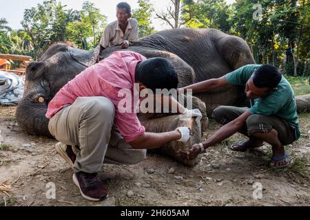 Novembre 2017.Kiran Raj Ridal (chemise rose) tond les orteils de Bobkinkali, entretien régulier nécessaire pour maintenir les pieds de l'éléphant en bonne santé.Kiran, sous le mentorat du vétérinaire Dr. Amir Sadaula (non illustré) traite deux éléphants au camp de repos du voyageur.Le National Trust for nature conservation (NTNC) offre des services verterinaires gratuits aux éléphants à l'appui de l'écotourisme en tant qu'entreprise bénéficiant des résultats de la conservation.Sauraha, district de Chitwan, Népal. Banque D'Images