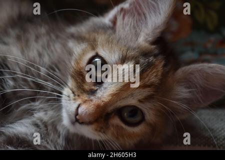 Photo d'un chaton gris juste éveillé Banque D'Images