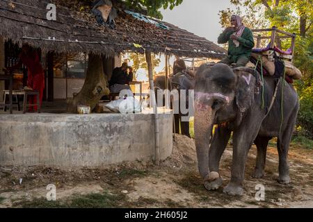 Novembre 2017.Les éléphants et leurs maîtres s'arrêtent pour prendre le thé alors qu'ils se rendent en ville pour faire des excursions dans la jungle pour voir les rhinocéros et les tigres dans la zone tampon de Bagmara.Sauraha, district de Chitwan, Népal. Banque D'Images