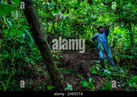 Juillet 2017.Sayote, connu localement sous le nom de « Green Gold », est une culture de plus en plus populaire aux Philippines qui remplace des cultures plus traditionnelles et moins lucratives comme le camote (une patate douce).Sayote est plantée sur des coteaux dégagés sous des treillis à fils bas.Non seulement la méthode exige le défrichement de la forêt, mais elle peut également conduire à des glissements de terrain dévastateurs en période de fortes pluies ou de tremblements de terre, qui sont tous deux communs dans la région.Malico, Nueva Vizcaya, Philippines. Banque D'Images