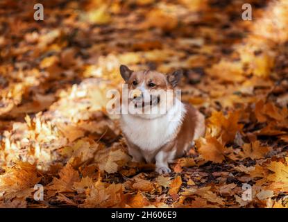 mignon pembroke corgi chien chiot marche dans le jardin d'automne parmi les feuilles dorées tombées Banque D'Images
