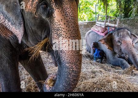 Novembre 2017.Préparer des éléphants avec des selles pour des safari dans la jungle pour voir des rhinocéros et des tigres dans la zone tampon de Bagmara, une pratique qui a beaucoup fait pour impliquer la communauté locale dans des activités lucratives avec des résultats favorables à la conservation, mais que les groupes de défense des droits des animaux et de plus en plus de touristes réguliers, s'opposent.Sauraha, district de Chitwan, Népal. Banque D'Images