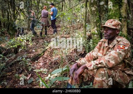 Septembre 2017.Gad Kanyangyeyo est un garde-forestier auprès de l'Uganda Wildlife Authority dans le parc national impénétrable de Biwindi depuis plus de 20 ans.Il a fait partie des premières équipes à habituer les gorilles et le groupe de Rushegura que nous avons visité ce jour a été le premier à travailler à habituer il y a 20 ans.Parc national impénétrable de Bwindi, Ouganda. Banque D'Images