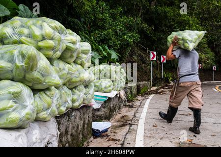 Juillet 2017.Livraison de Sayote au bord de la route pour le transport aux acheteurs dans les basses terres.Sayote, connu localement sous le nom de « Green Gold », est une culture de plus en plus populaire qui remplace des cultures plus traditionnelles et moins lucratives comme le camote (un potatoe sucré).Sayote est plantée sur des coteaux dégagés sous des treillis à fils bas.Non seulement la méthode exige le défrichement de la forêt, mais elle peut également conduire à des glissements de terrain dévastateurs en période de fortes pluies ou de tremblements de terre, qui sont tous deux communs dans la région.Imugan, Nueva Vizcaya, Philippines. Banque D'Images