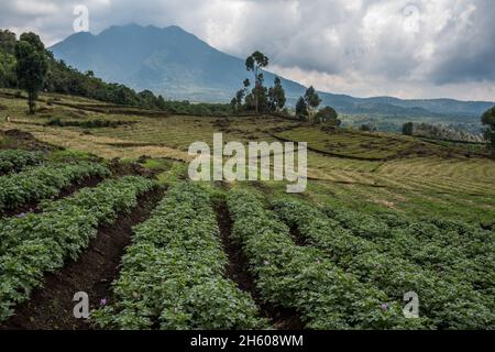 Septembre 2017.Champs Agricultutraux le long de la frontière du parc national de Mgahinga Gorilla.Près de Kisoro, Ouganda. Banque D'Images