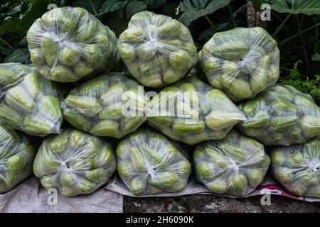 Juillet 2017.Livraison de Sayote au bord de la route pour le transport aux acheteurs dans les basses terres.Sayote, connu localement sous le nom de « Green Gold », est une culture de plus en plus populaire qui remplace des cultures plus traditionnelles et moins lucratives comme le camote (un potatoe sucré).Sayote est plantée sur des coteaux dégagés sous des treillis à fils bas.Non seulement la méthode exige le défrichement de la forêt, mais elle peut également conduire à des glissements de terrain dévastateurs en période de fortes pluies ou de tremblements de terre, qui sont tous deux communs dans la région.Imugan, Nueva Vizcaya, Philippines. Banque D'Images
