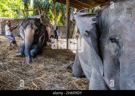 Novembre 2017.Préparer des éléphants avec des selles pour des safari dans la jungle pour voir des rhinocéros et des tigres dans la zone tampon de Bagmara, une pratique qui a beaucoup fait pour impliquer la communauté locale dans des activités lucratives avec des résultats favorables à la conservation, mais que les groupes de défense des droits des animaux et de plus en plus de touristes réguliers, s'opposent.Sauraha, district de Chitwan, Népal. Banque D'Images