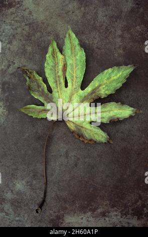 Feuille brune et verte en décomposition de Fatsia japonica sur métal terni Banque D'Images