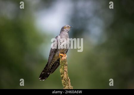 Cuckoo ; Cuculus canorus ; Homme ; Royaume-Uni Banque D'Images