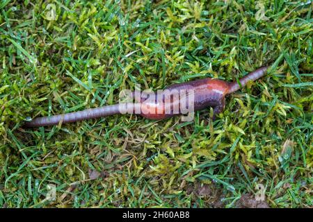 Vers de terre; Lumbricus terrestris; accouplement; Royaume-Uni Banque D'Images