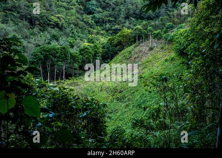 Juillet 2017.Sayote, connu localement sous le nom de « Green Gold », est une culture de plus en plus populaire qui remplace des cultures plus traditionnelles et moins lucratives comme le camote (un potatoe sucré).Sayote est plantée sur des coteaux dégagés sous des treillis à fils bas.Non seulement la méthode exige le défrichement de la forêt, mais elle peut également conduire à des glissements de terrain dévastateurs en période de fortes pluies ou de tremblements de terre, qui sont tous deux communs dans la région.Imugan, Nueva Vizcaya, Philippines. Banque D'Images