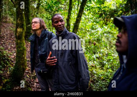 Septembre 2017.Le guide, Phillip Byarugaba, travaille pour la Nkuringo Community conservation and Development Foundation (NCCDF) qui accueille la visite du sentier forestier de la communauté de Buniga.Phillip traduit pour le guide Batwa qui partage sa culture dans sa langue locale.Les Pygmées Batwa ont été expulsées de leurs terres d'origine dans la forêt au début des années 1990, lorsque les parcs nationaux ont été établis, les laissant sans terre et pauvres dans une société qui les considérait comme une classe inférieure.Aujourd'hui, certains d'entre eux essaient de faire la rencontre des extrémités en organisant des promenades sur les sentiers; des visites culturelles qui incluent des exemples de l'endroit et de la façon dont ils utilisent pour vivre dans le Banque D'Images
