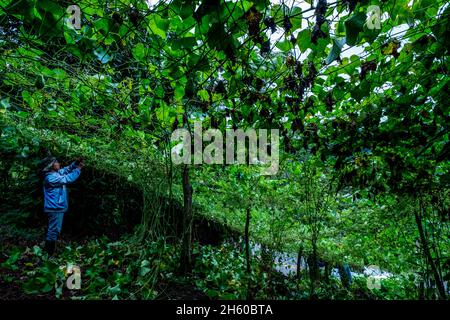 Juillet 2017.Sayote, connu localement sous le nom de « Green Gold », est une culture de plus en plus populaire qui remplace des cultures plus traditionnelles et moins lucratives comme le camote (un potatoe sucré).Sayote est plantée sur des coteaux dégagés sous des treillis à fils bas.Non seulement la méthode exige le défrichement de la forêt, mais elle peut également conduire à des glissements de terrain dévastateurs en période de fortes pluies ou de tremblements de terre, qui sont tous deux communs dans la région.Malico, Nueva Vizcaya, Philippines. Banque D'Images