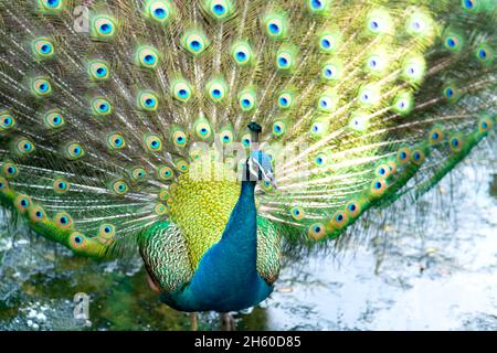 Gros plan d'un élégant oiseau de paon indien montrant sa belle queue de plumes dans un parc public Banque D'Images
