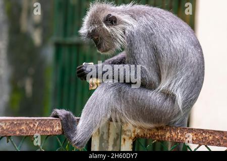 Portrait singe feuille d'argent se détendre à l'extérieur de la grange dans un parc public.Ils ont un corps gris argenté qui vit dans la forêt, la nourriture sur les légumes Banque D'Images