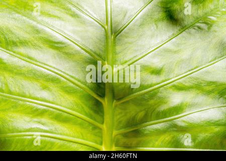 Vue rapprochée des lignes et de la texture de la feuille de palmier verte.Arrière-plan de la nature. Banque D'Images