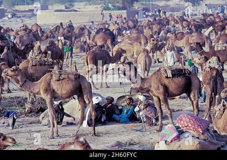 Pakistan, Balouchistan, foire annuelle de chameaux de Sibi Banque D'Images
