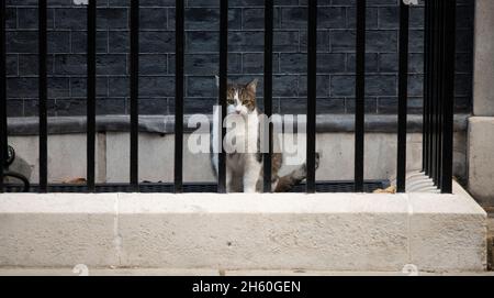 Larry, le 10 Downing Street Cat et Chef Mouser au Cabinet Office, derrière les barreaux à l'extérieur du no 10.Crédit: Malcolm Park/Alay Banque D'Images