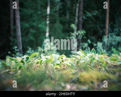 détails des plantes forestières déformés avec un ancien objectif de petzval et effet tourbilly bokeh. images artistiques Banque D'Images