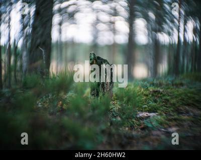 détails des plantes forestières déformés avec un ancien objectif de petzval et effet tourbilly bokeh. images artistiques Banque D'Images