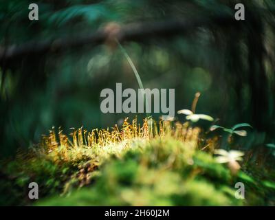 détails des plantes forestières déformés avec un ancien objectif de petzval et effet tourbilly bokeh. images artistiques Banque D'Images