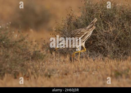 La population résidente de curlew de pierre sur les îles Canaries est très saine avec de grandes troupeaux vus avant la reproduction.L'habitat semi-aride est idéal pour Banque D'Images