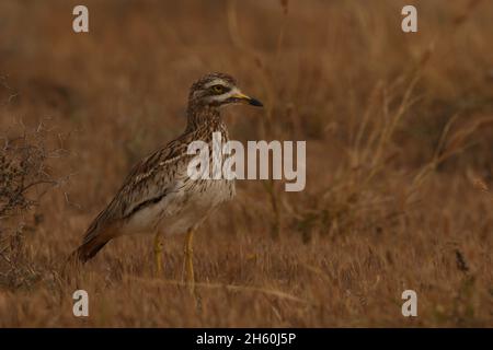 La population résidente de curlew de pierre sur les îles Canaries est très saine avec de grandes troupeaux vus avant la reproduction.L'habitat semi-aride est idéal pour Banque D'Images