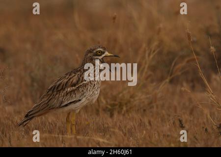 La population résidente de curlew de pierre sur les îles Canaries est très saine avec de grandes troupeaux vus avant la reproduction.L'habitat semi-aride est idéal pour Banque D'Images