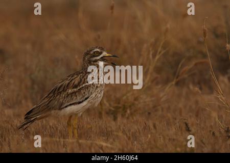 La population résidente de curlew de pierre sur les îles Canaries est très saine avec de grandes troupeaux vus avant la reproduction.L'habitat semi-aride est idéal pour Banque D'Images