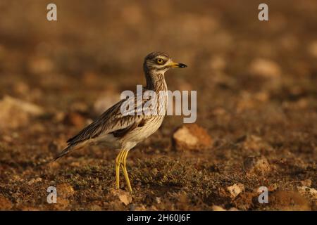 La population résidente de curlew de pierre sur les îles Canaries est très saine avec de grandes troupeaux vus avant la reproduction.L'habitat semi-aride est idéal pour Banque D'Images