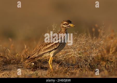 La population résidente de curlew de pierre sur les îles Canaries est très saine avec de grandes troupeaux vus avant la reproduction.L'habitat semi-aride est idéal pour Banque D'Images