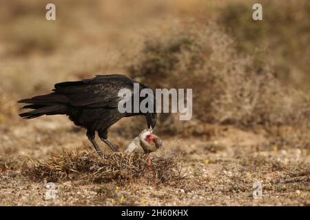 Les corbeaux de Lanzarote sont la sous-espèce canariensis et figurent sur la liste des espèces en voie de disparition.Cet oiseau ID se nourrissant sur la carrion de lapin. Banque D'Images