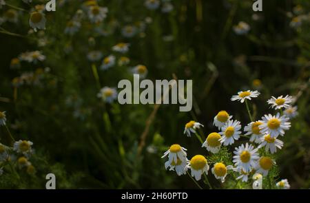 Camomille arrière-plan parmi la nature fleurs belle scène de la nature avec camomille en pleine floraison, camomille, printemps.Bannière été avec espace de copie.Bonjour Banque D'Images