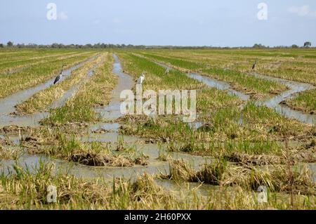 Champs de riz fraîchement moulus à , Isla de Buda , Sant Jaume d'Enveja, Delta del rio Ebro, Montsià, Tarragone, Catalogne, Espagne Banque D'Images