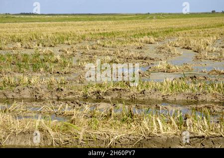 Champs de riz fraîchement moulus à , Isla de Buda , Sant Jaume d'Enveja, Delta del rio Ebro, Montsià, Tarragone, Catalogne, Espagne Banque D'Images