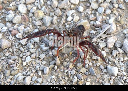 Crabe rouge, écrevisse américaine, crabe américain, Procambarus clarkii, son utilisation culinaire,cuisson, Banque D'Images