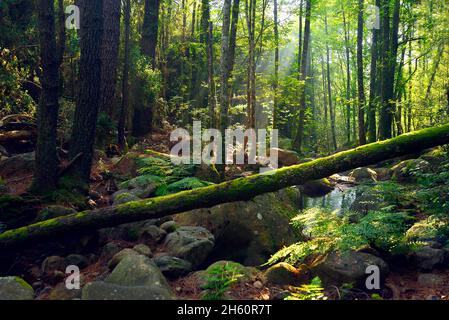 FRANCE, CORSE ( 2A ), ZONZA, LE CÉLÈBRE SENTIER GR20 PASSANT SOUS LE BOIS AUX AIGUILLES DE BAVELLA Banque D'Images